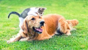 Golden retriever and kitten playing together in grass 