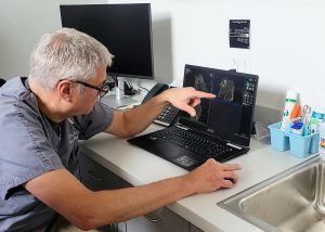 Veterinarian reviewing images from CT scan on laptop 