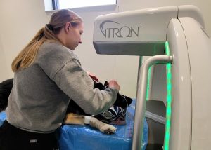 Veterinary technician preparing dog for CT scan 