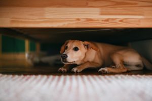 Anxious dog hides under bed