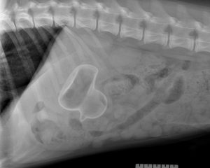 Foreign body Xray of duck in dogs stomach