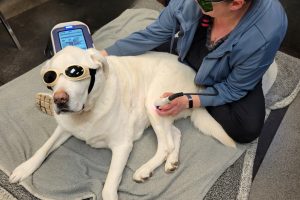 Veterinary using a laser for therapy on white dog