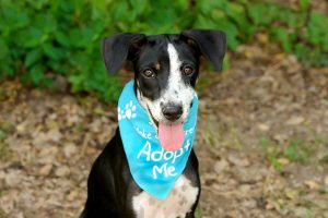 Dog wearing blue bandana that says adopt me