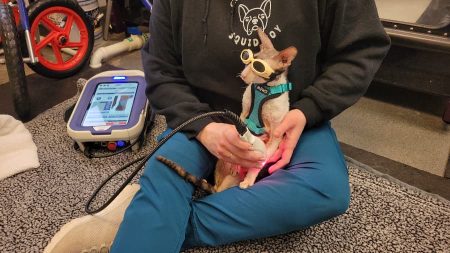 Cat sitting in veterinarian’s lap wearing goggles and getting a therapy performed