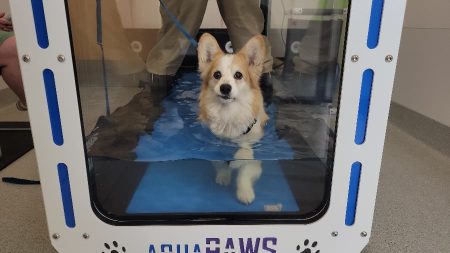 Corgi dog walking in an underwater treadmill with veterinarian behind it