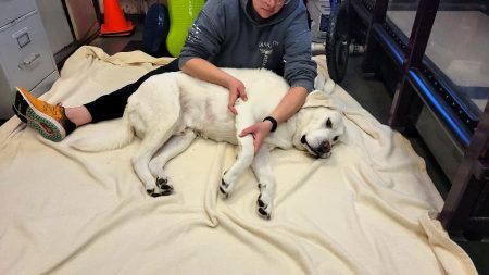 Yellow labrador dog laying down on a blanket with veterinarian holding one of its legs