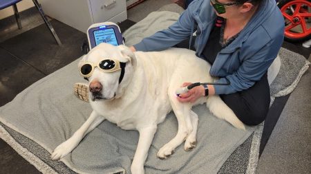 Yellow labrador dog wearing goggles and getting therapy from a veterinarian