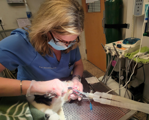 Vet giving a dog dental care