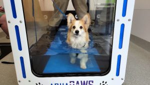 Corgi in Hydrotherapy aqua paws tank