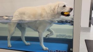 Labrador retriever in Hydrotherapy aqua paws tank