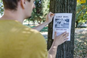 Person pinning lost dog poster to tree